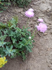 Psephellus caucasicus