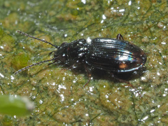 Bembidion biguttatum