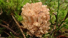 Ramaria botrytis