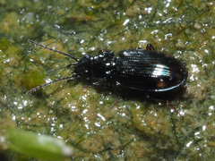 Bembidion biguttatum
