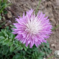 Psephellus caucasicus