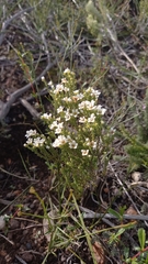 Diosma passerinoides