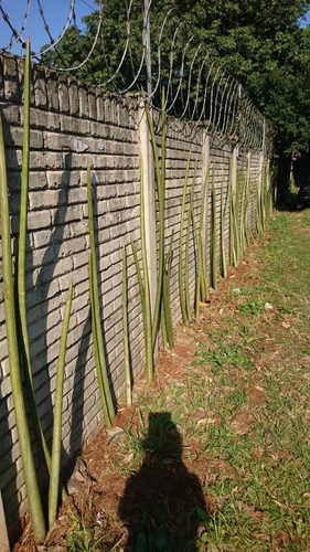 Sansevieria stuckyi iNat (1)