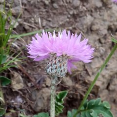 Psephellus caucasicus