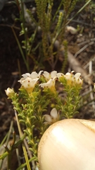 Diosma passerinoides