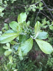 Salix cinerea