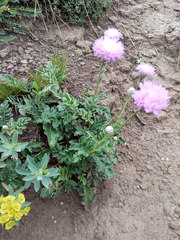 Psephellus caucasicus