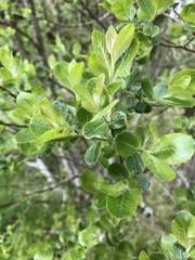 Salix cinerea