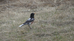 Turdus migratorius
