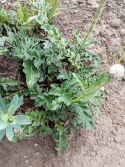 Psephellus caucasicus