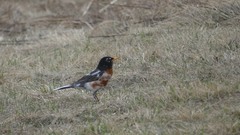 Turdus migratorius