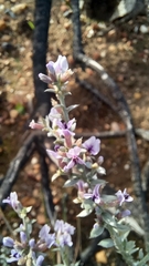 Amphithalea violacea