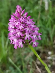 Anacamptis