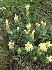 Scutellaria caucasica