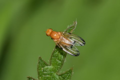 Minettia inusta