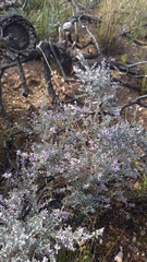 Amphithalea violacea