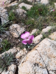 Dianthus caryophyllus