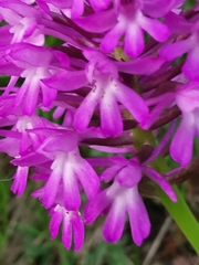 Anacamptis