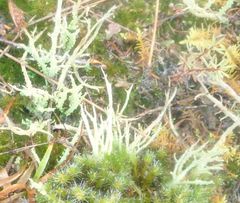 Cladonia darwinii