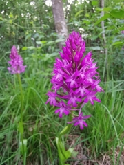 Anacamptis