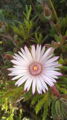 Drosanthemum striatum