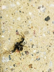 Xysticus bifasciatus