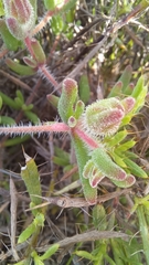 Drosanthemum striatum