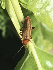 Cantharis livida