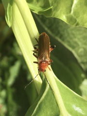 Cantharis livida