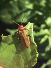 Cantharis livida