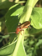 Cantharis livida