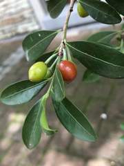 Erythroxylum emarginatum