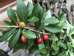 Erythroxylum emarginatum