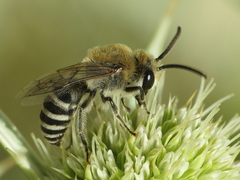 Colletes hylaeiformis