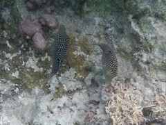 Canthigaster solandri
