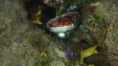 Lunella torquata