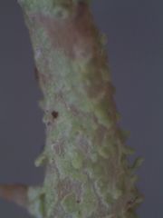 Cladonia darwinii