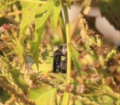Campsomeriella