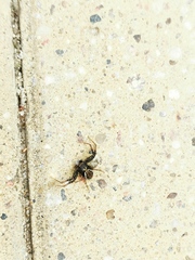 Xysticus bifasciatus