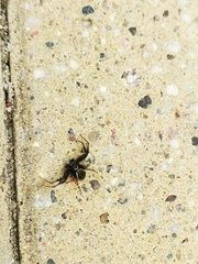 Xysticus bifasciatus