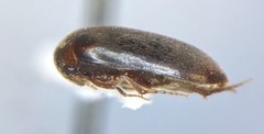 Euscaphurus spinipes
