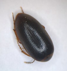 Euscaphurus spinipes