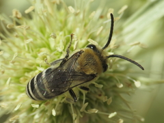 Colletes hylaeiformis