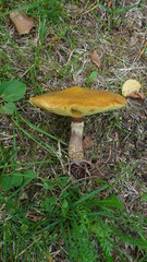 Suillus grevillei