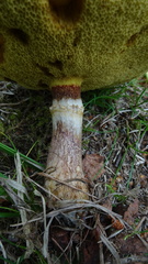 Suillus grevillei