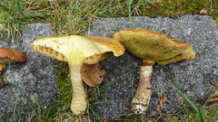 Suillus grevillei