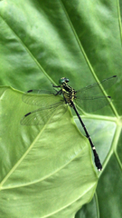 Leptogomphus sauteri formosanus