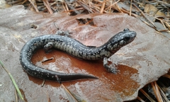 Plethodon variolatus