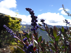Monnina salicifolia
