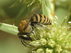 Colletes hylaeiformis